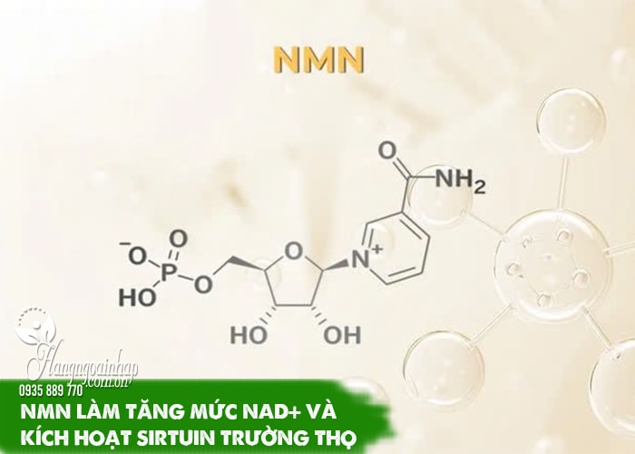 5 cách làm tăng mức NMN trong cơ thể một cách tự nhiên 322