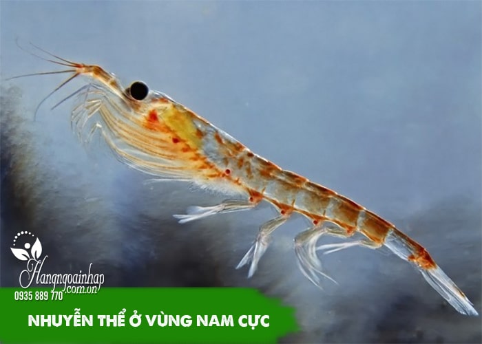 Nên chọn dầu nhuyễn thể Krill Oil hay Fish Oil?  67