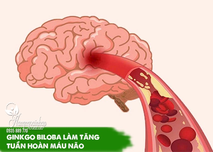 Tác dụng phụ của thuốc bổ não Ginkgo Biloba bạn cần biết 3