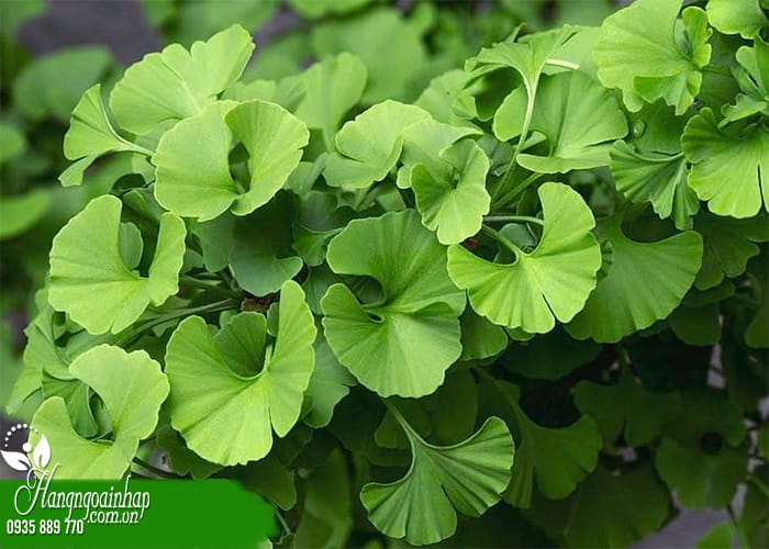 Thuốc bổ não Ginkgo Biloba loại nào tốt nhất hiện nay  1