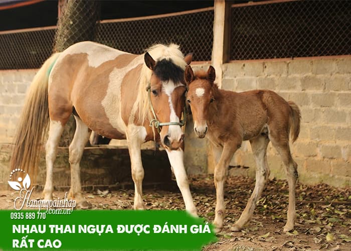 Vì sao phụ nữ Nhật Bản thích dùng nhau thai ngựa 34